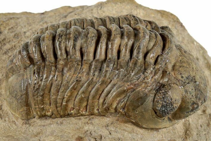 Detailed Reedops Trilobite Fossil - Atchana, Morocco #312344